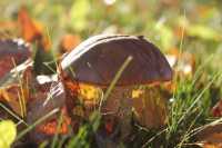 Sortie Champignons