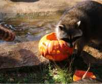 Journée Halloween au Parc animalier de Gramat