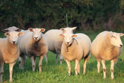 Concours d'animaux à Montebourg