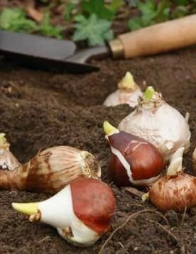 Plantation 3000 bulbes à Marlenheim