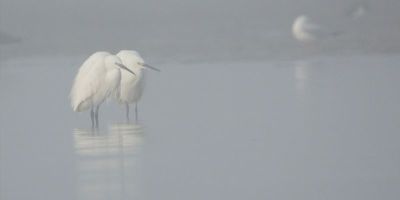 Le bal hivernal des oiseaux à Assay