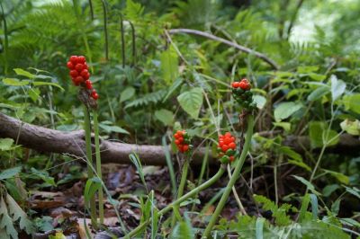 Balade "découverte des plantes sauvages" à Les Loges-Margueron