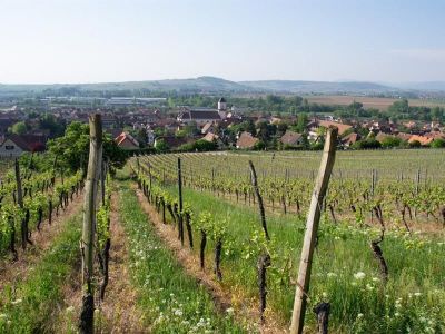 Marche du Téléthon à Marlenheim