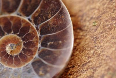 Conférence : "initiation à la paléontologie" à Ervy-le-Châtel