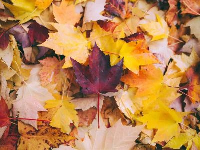 Fête d'automne à Wissembourg