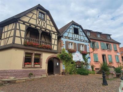 Le métier de vigneron : de la vigne au vin à Ottrott